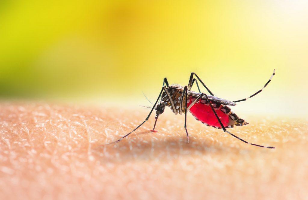 Sertão fora: MS destina vacina contra a dengue para apenas 14 cidades da Paraíba