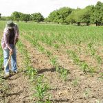 Agricultor plantando